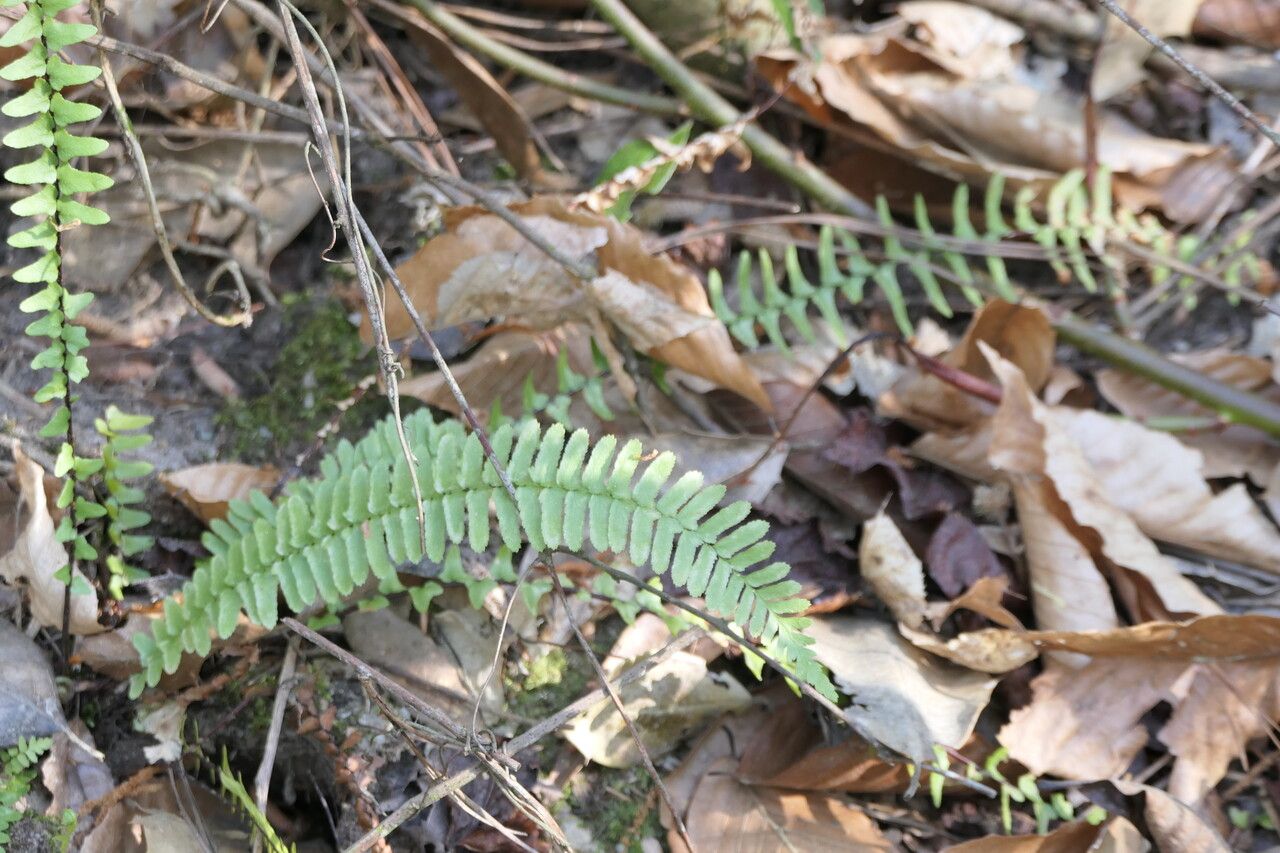 Asplenium platyneuron leaf
