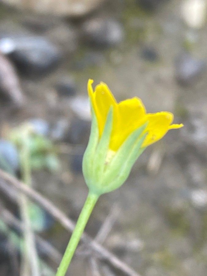 Blackstonia acuminata flower