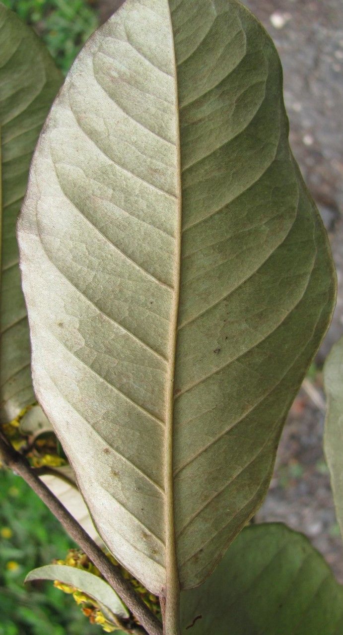 Heteropterys obovata — houseplant care guide