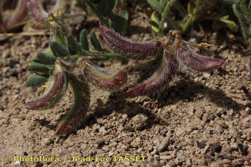 Astragalus longidentatus fruit
