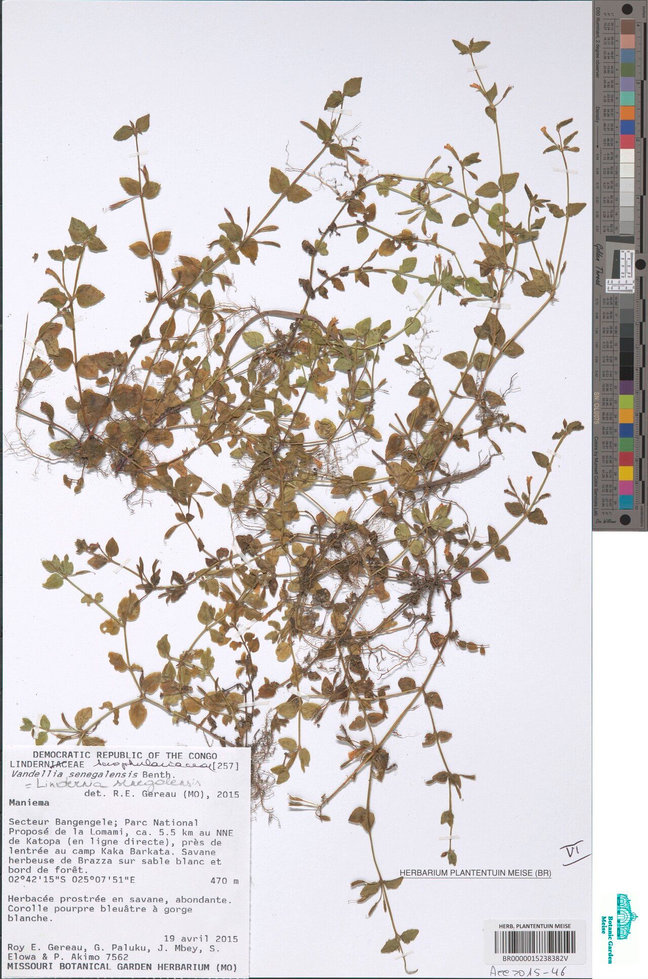Vandellia senegalensis — related species from the same genus