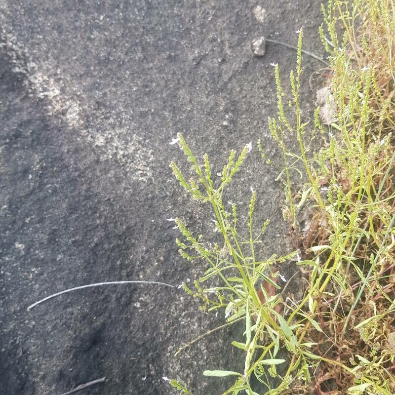 Aeollanthus suaveolens — houseplant care guide