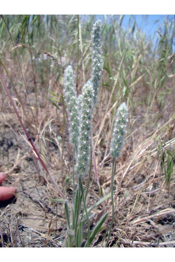 Plantago patagonica habit