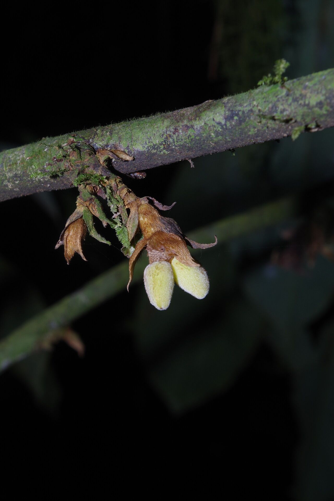 Piptostigma goslineanum fruit