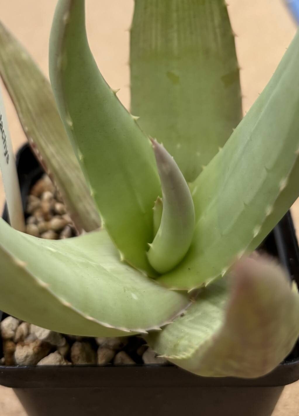 Aloe chrysostachys — houseplant care guide