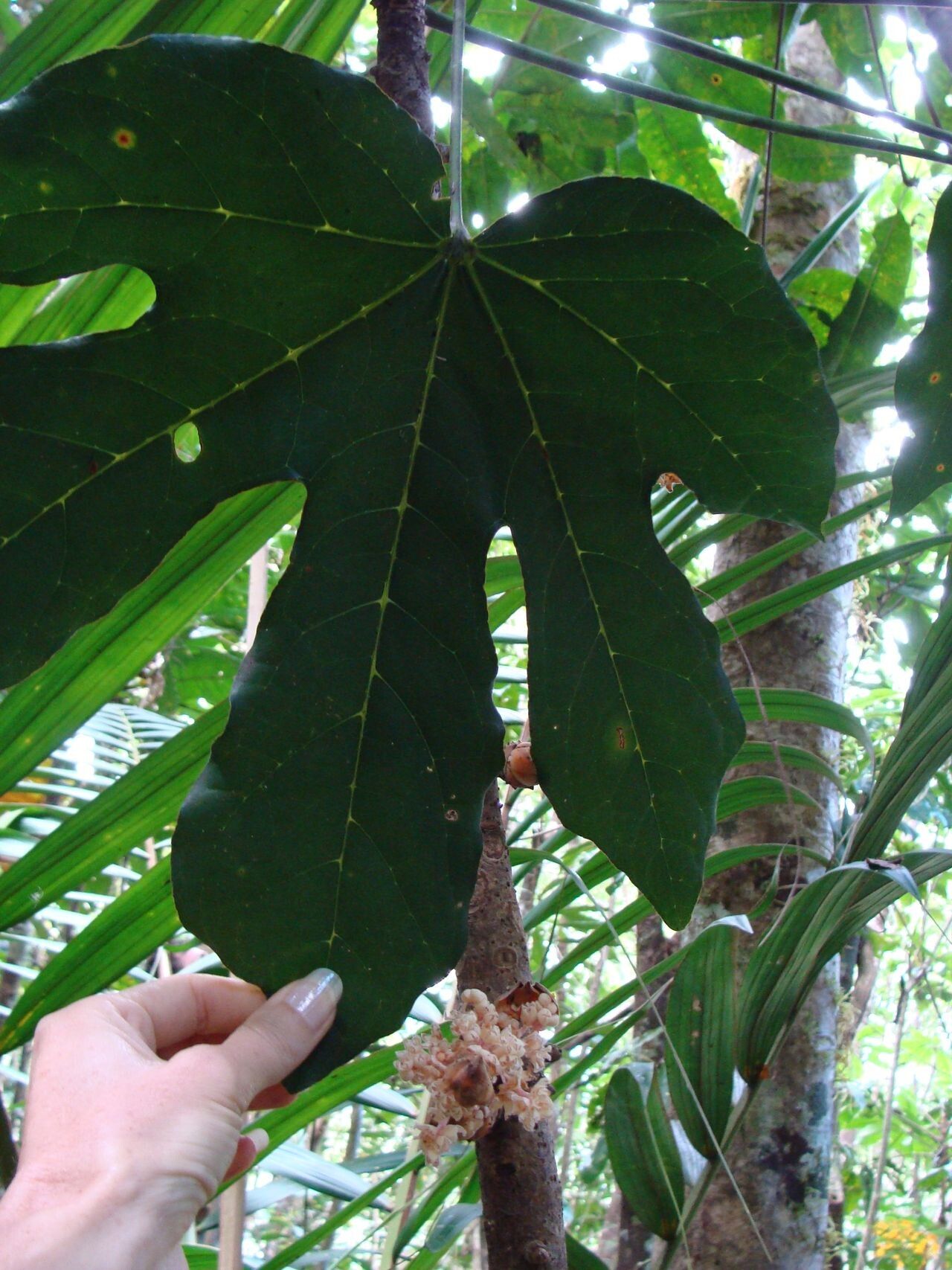 Acropogon domatifer leaf