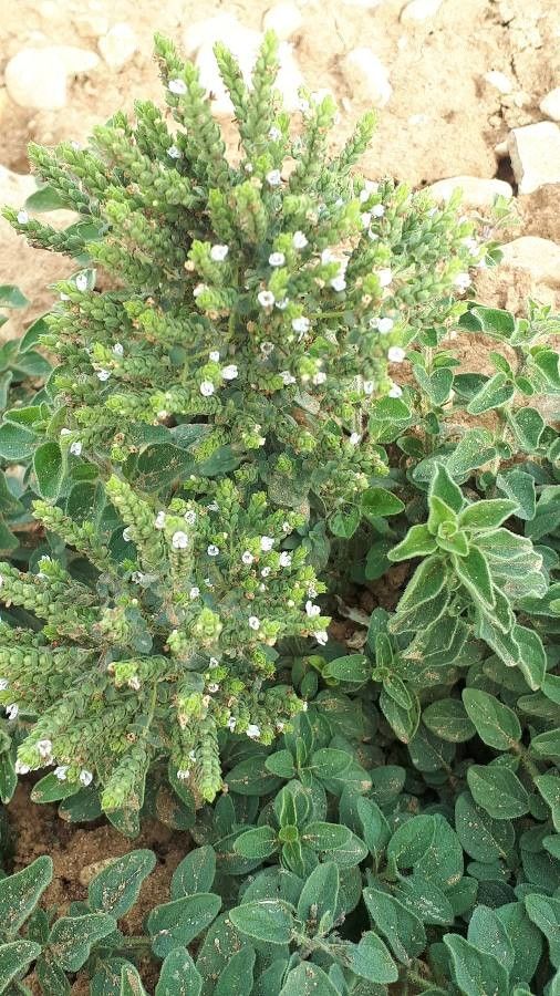 Origanum heracleoticum — houseplant care guide