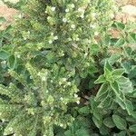 Origanum heracleoticum