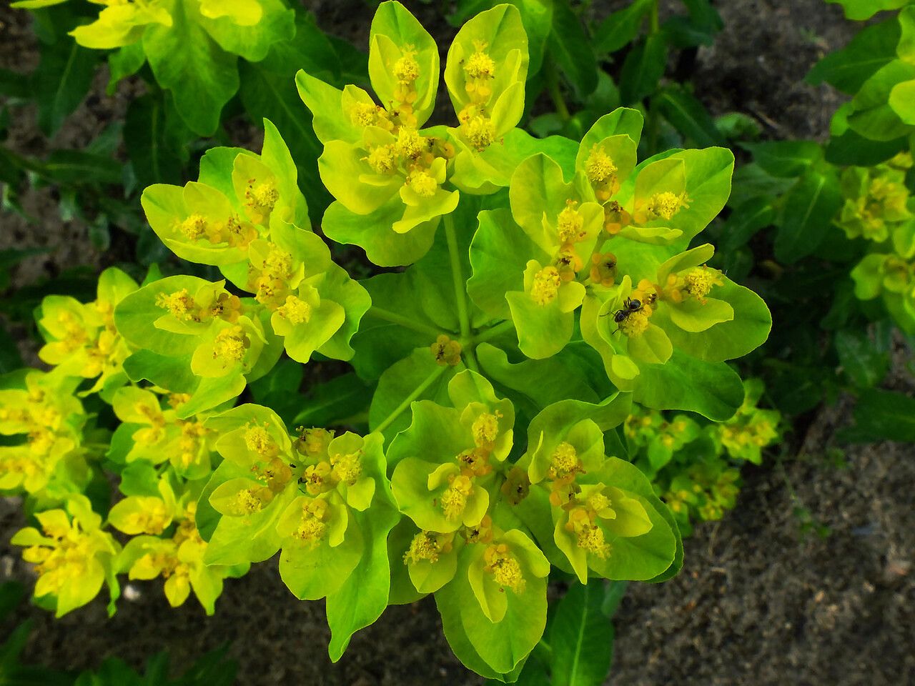 Euphorbia pilosa — houseplant care guide