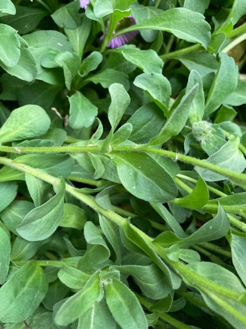 Erigeron glaucus leaf