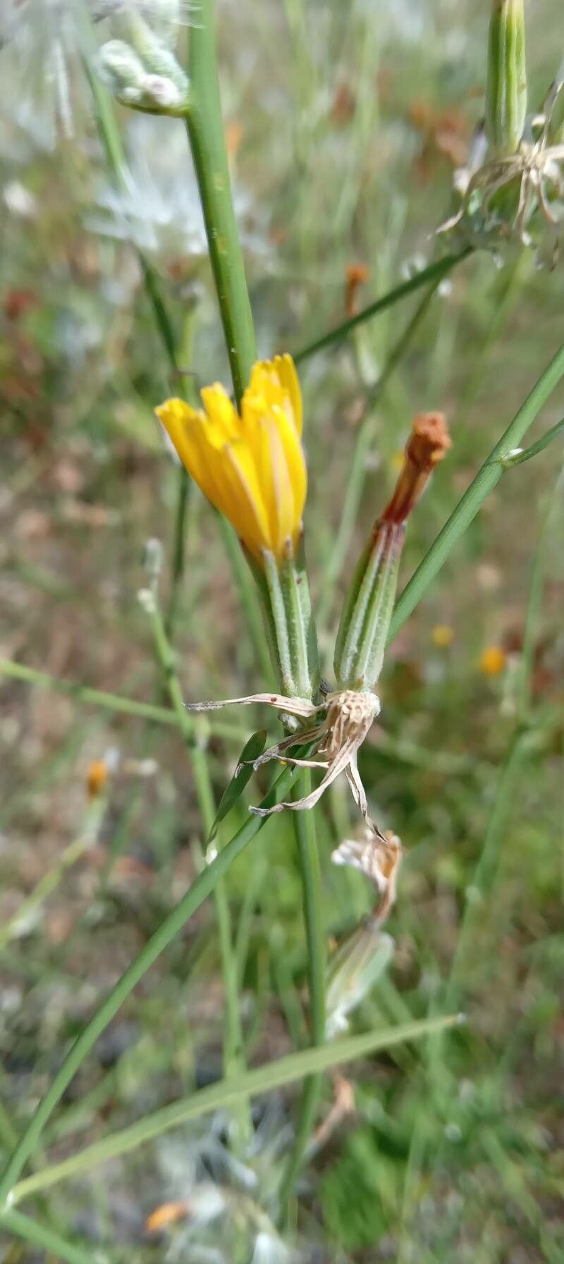 Chondrilla juncea flower