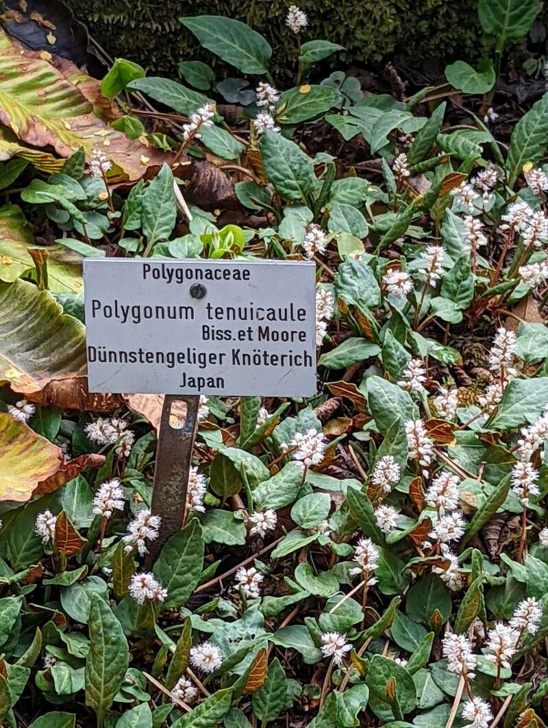 Bistorta tenuicaulis other