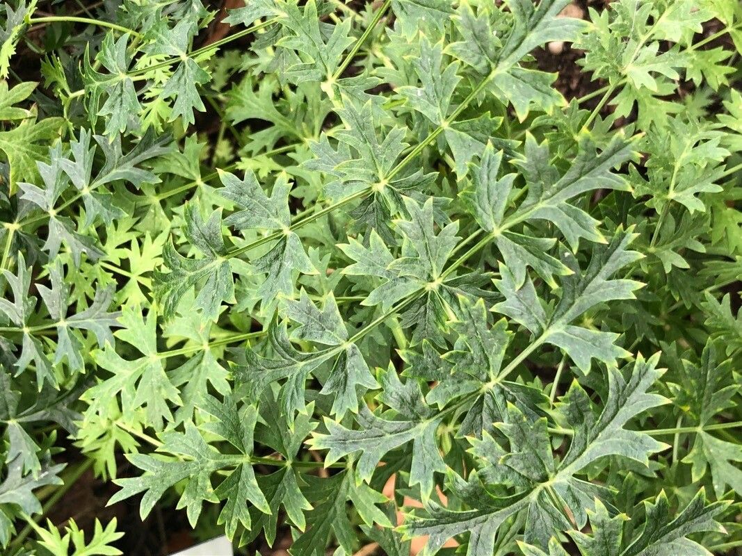 Seseli buchtormense — related species from the same genus