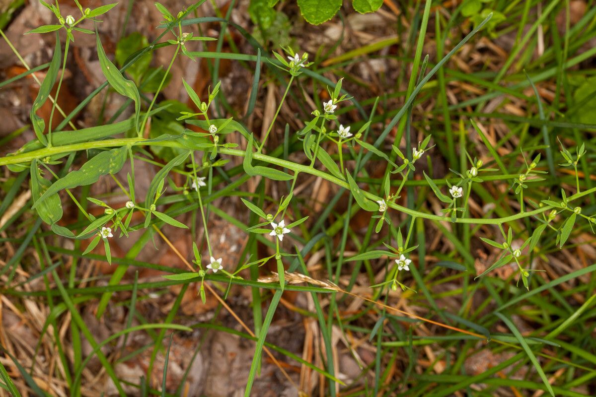 Thesium linophyllon — search result for 'Latvia'