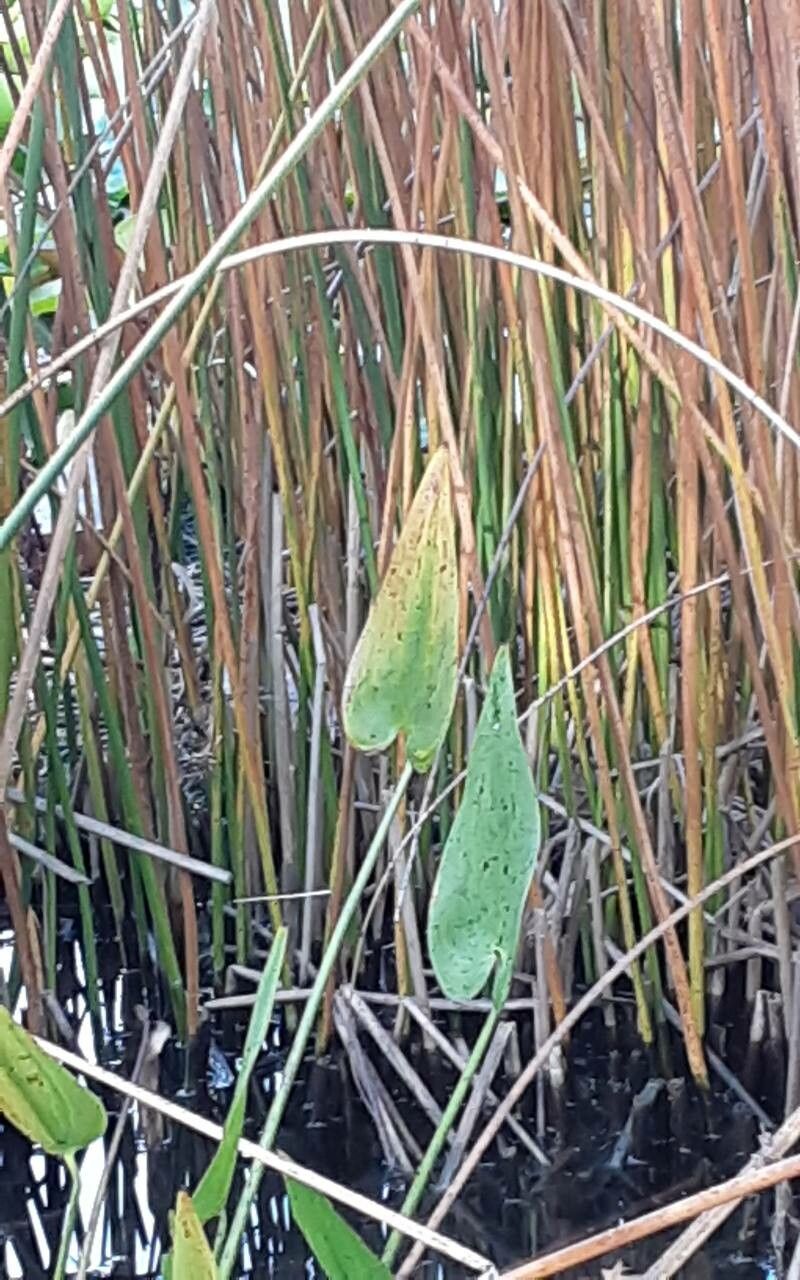 Sagittaria lancifolia