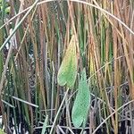 Sagittaria lancifolia
