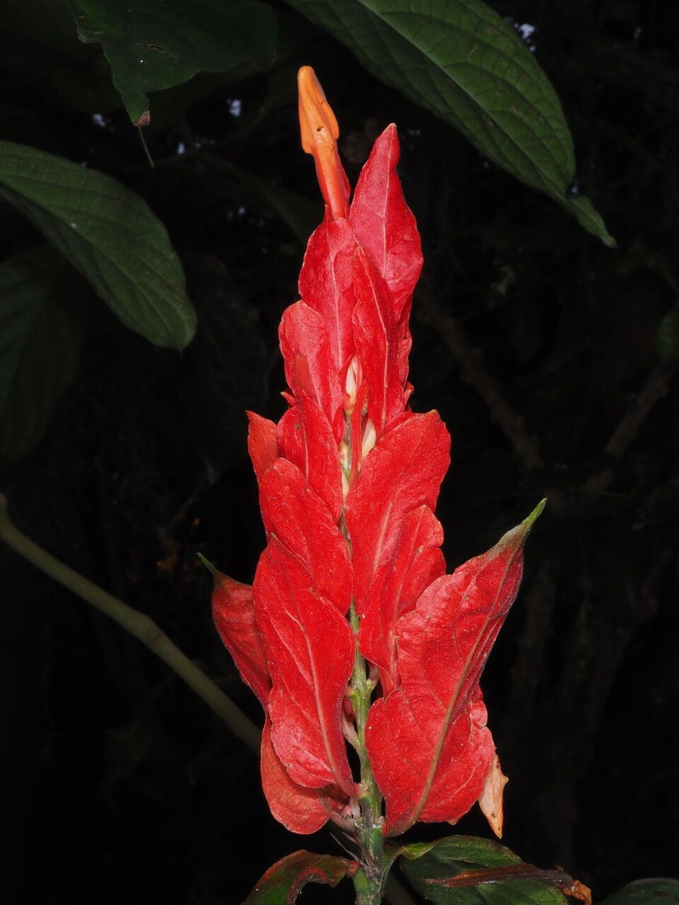 Ruellia chartacea flower