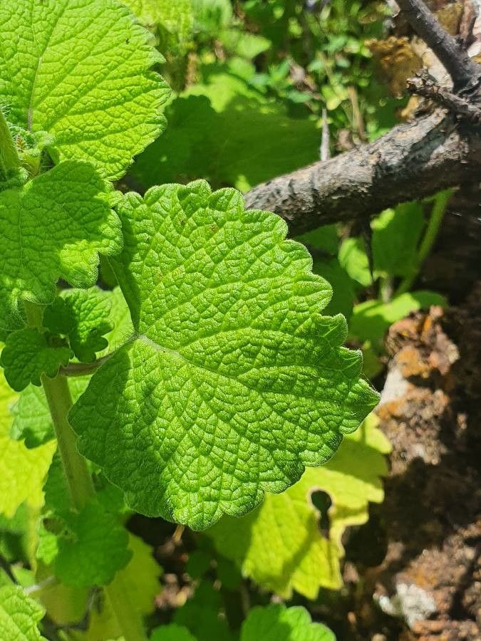 Plectranthus minutiflorus leaf
