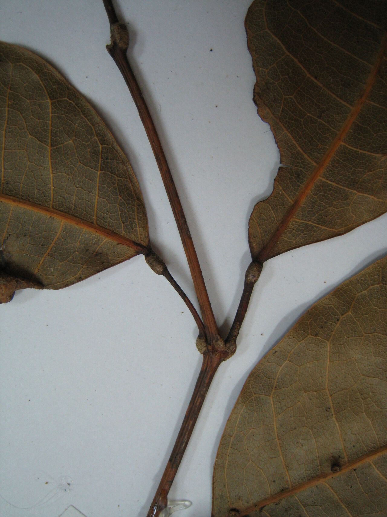 Protium strumosum other