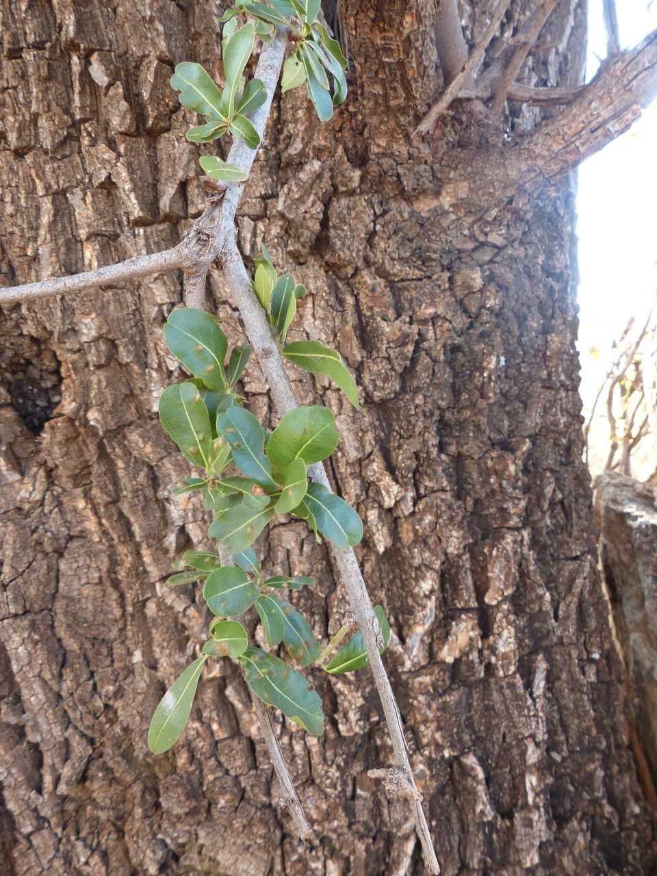 Manilkara mochisia bark