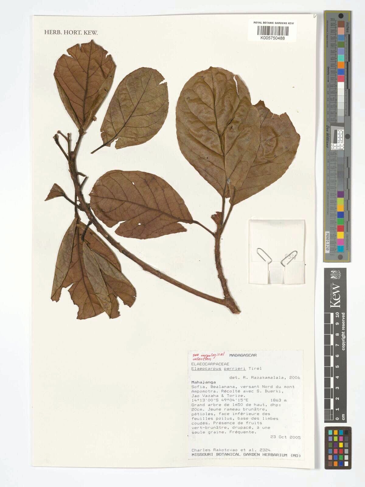 Elaeocarpus perrieri — houseplant care guide