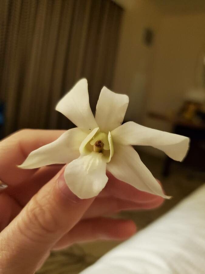 Laelia albida flower