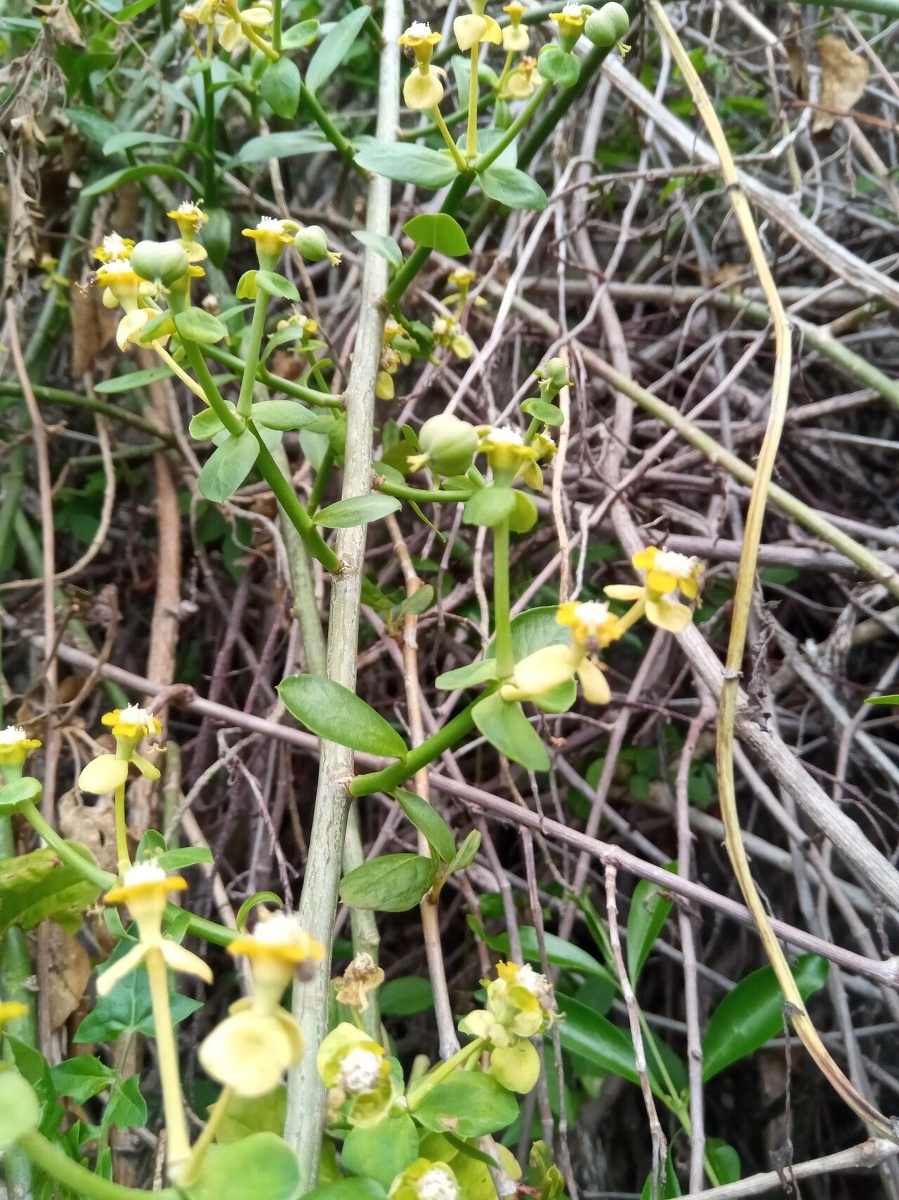 Euphorbia orthoclada — houseplant care guide