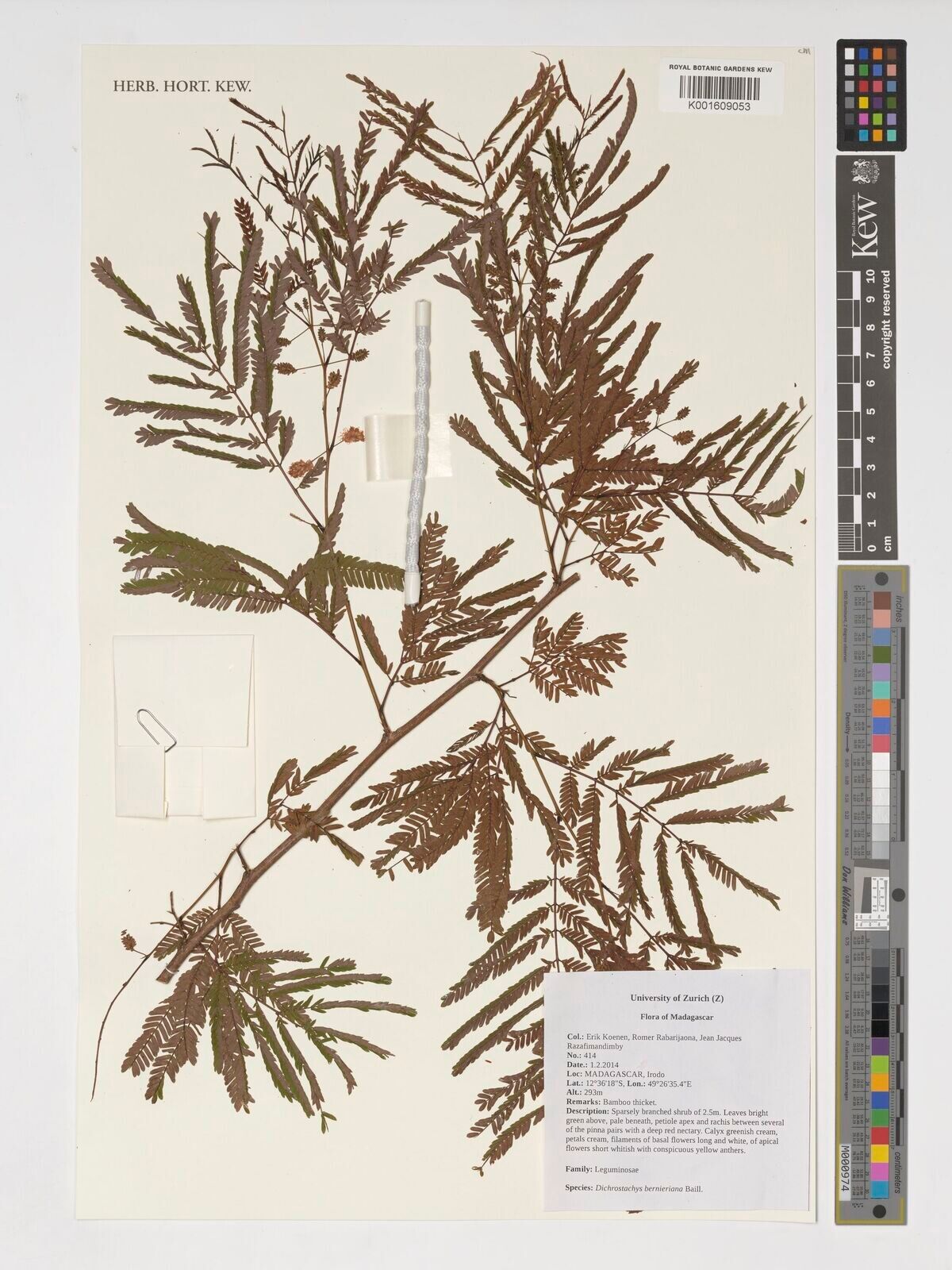 Dichrostachys bernieriana — related species from the same genus