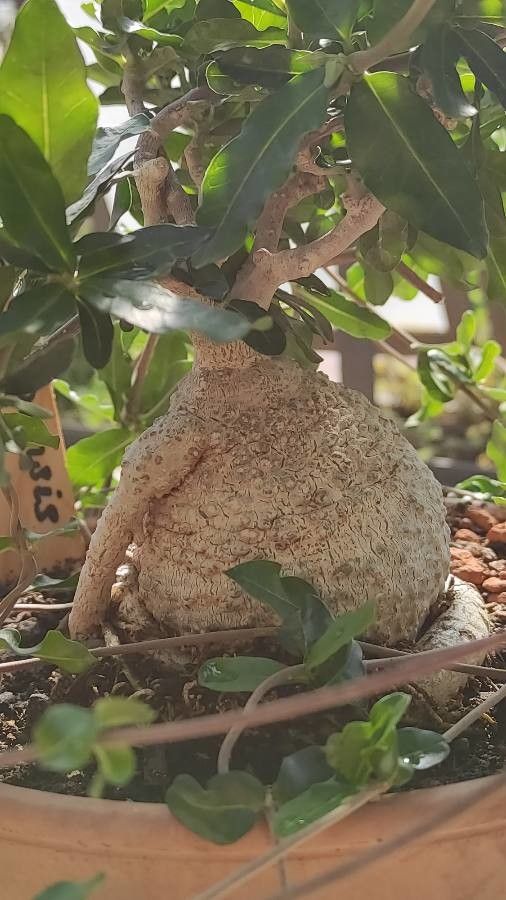 Fockea capensis habit