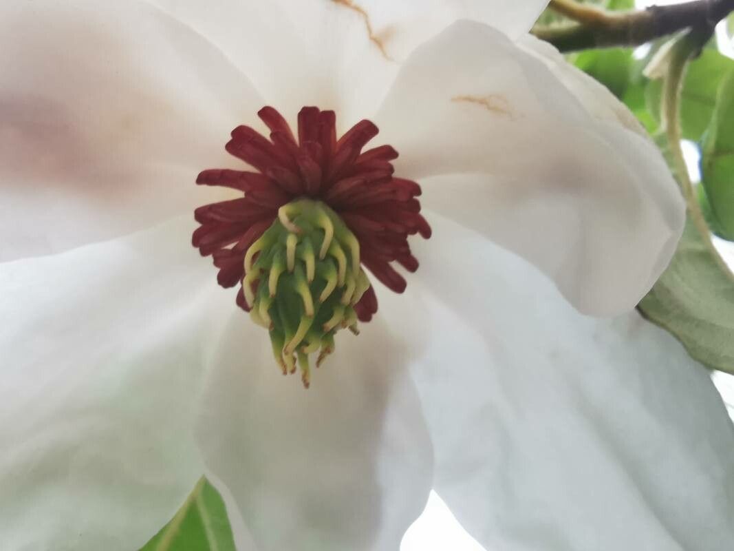 Magnolia wilsonii flower