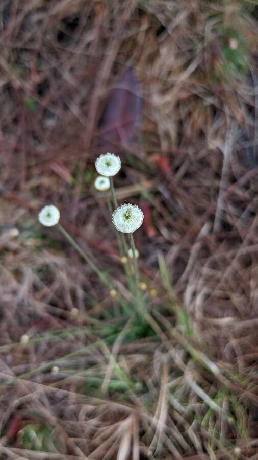 Syngonanthus flavidulus flower