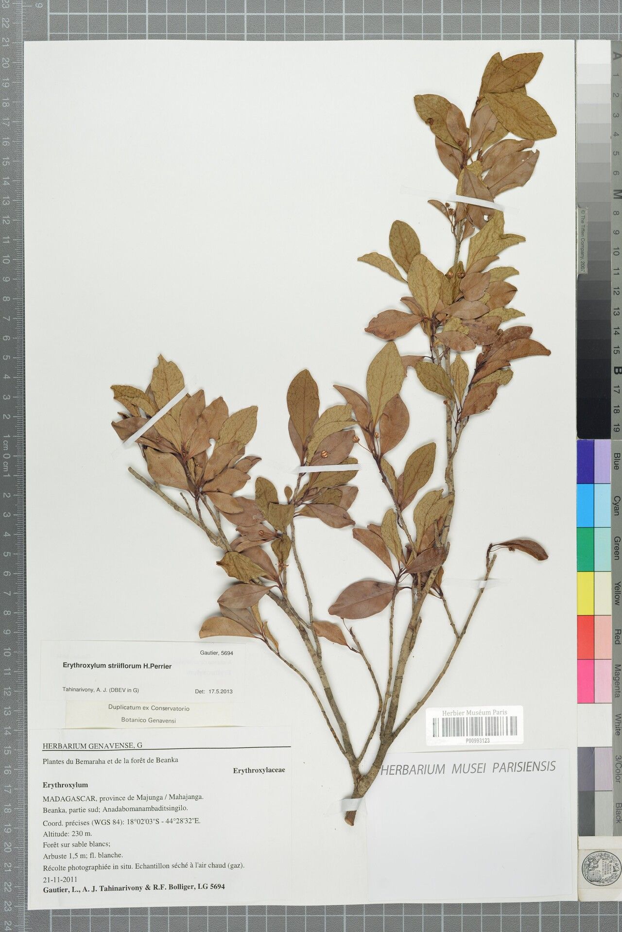 Erythroxylum striiflorum — houseplant care guide