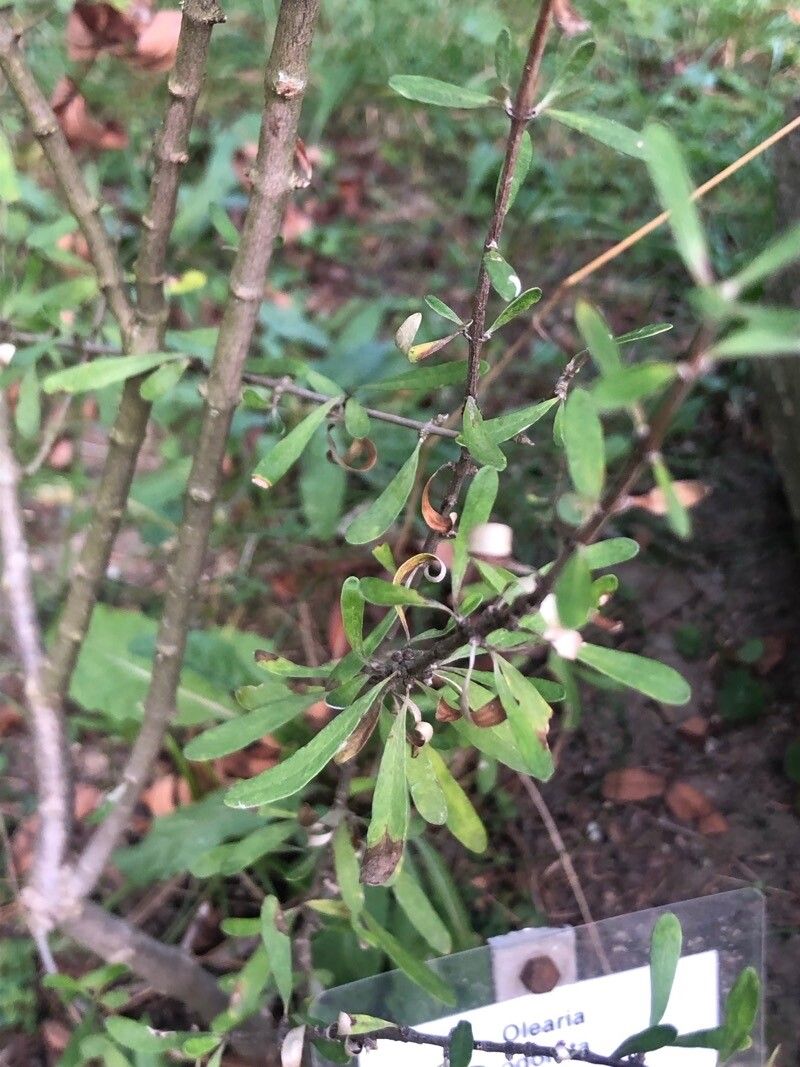 Olearia odorata — search result for 'Olearia'