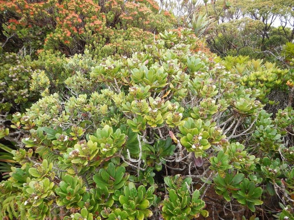 Scaevola macropyrena habit