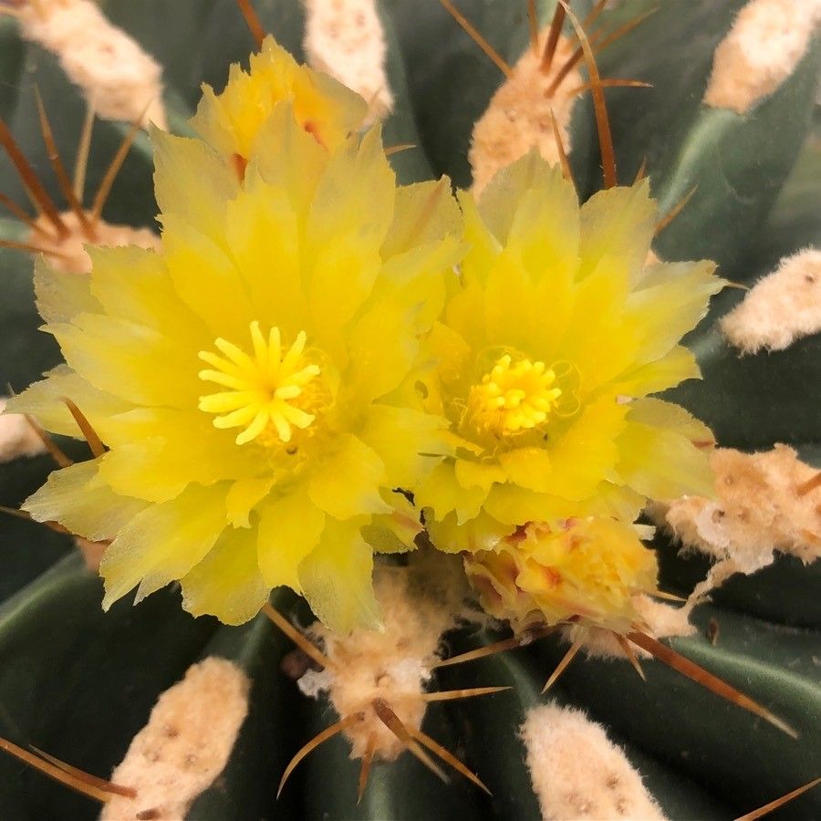 Ferocactus peninsulae flower