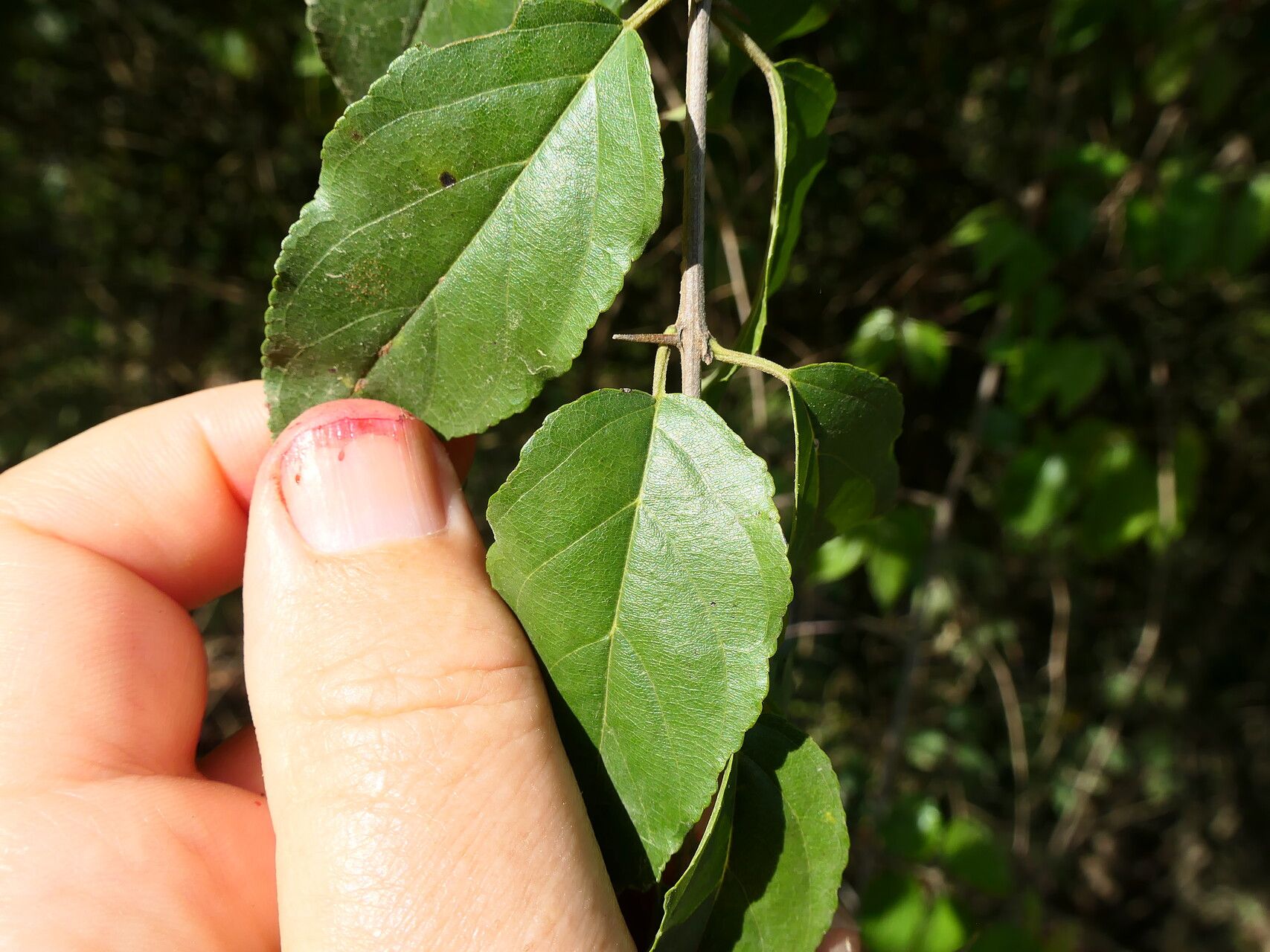Sageretia elegans — related species from the same genus