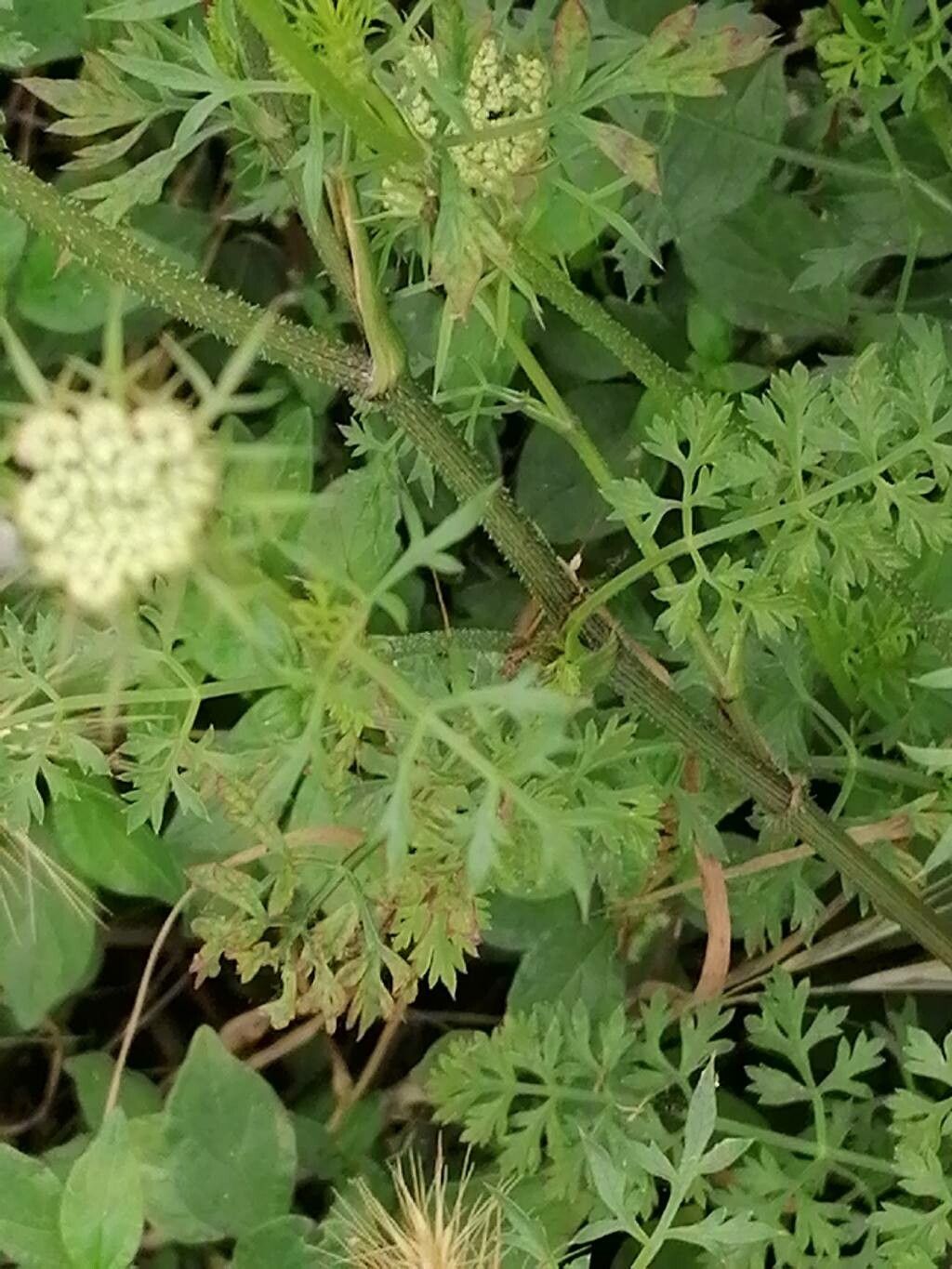Selinum carvifolia leaf