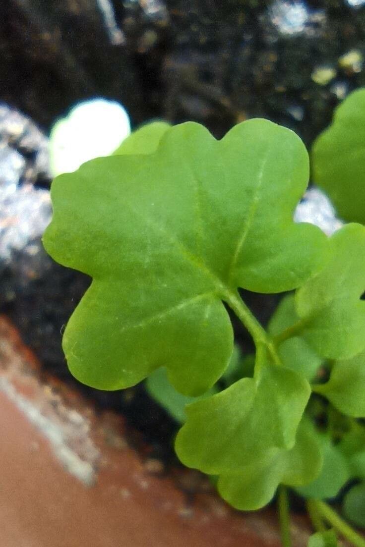 Cardamine bonariensis leaf