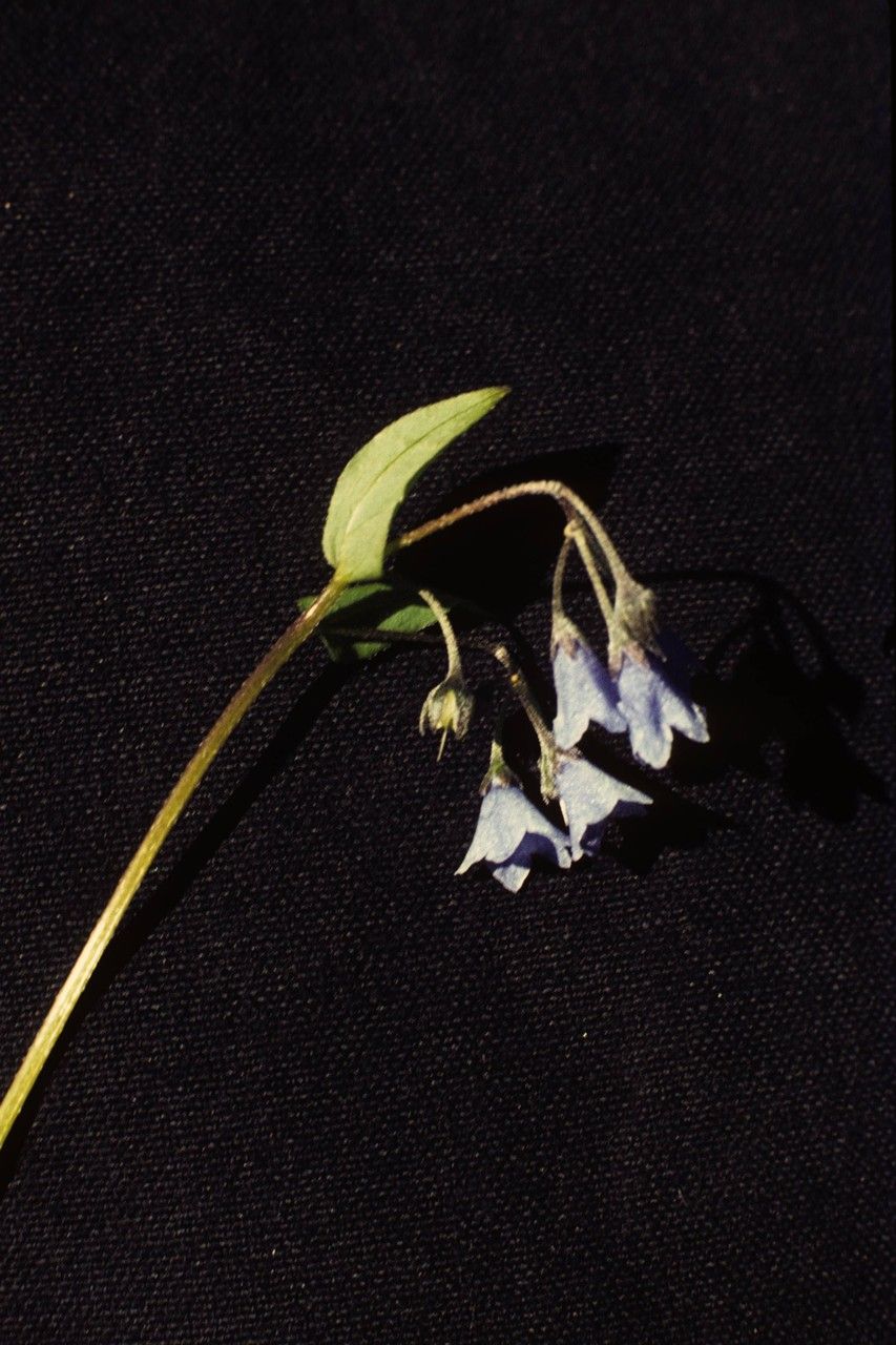 Mertensia bella habit