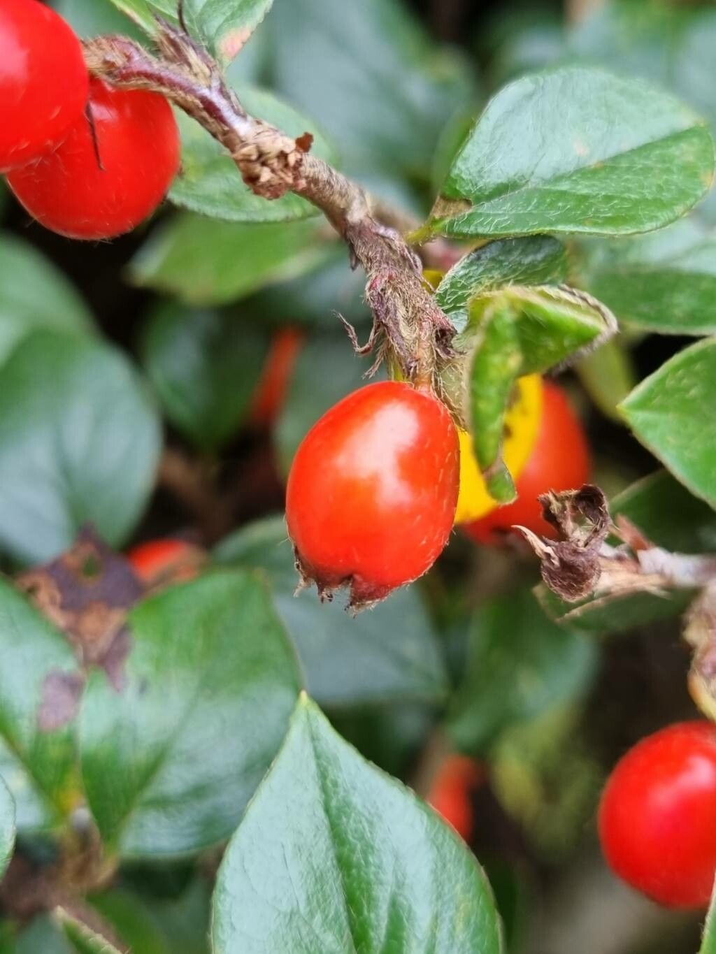 Cotoneaster simonsii fruit