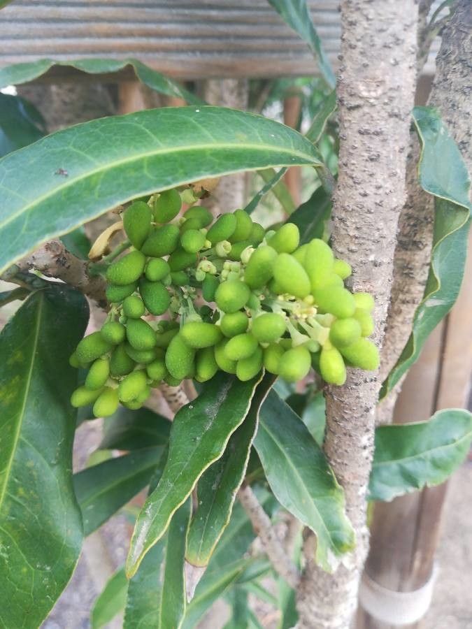 Oxera sulfurea fruit