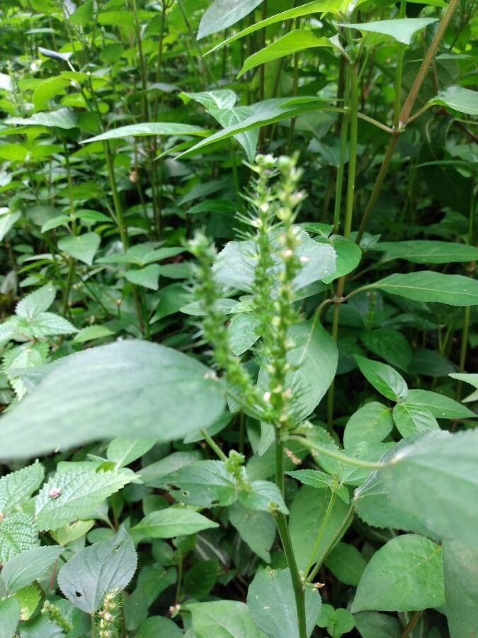 Acalypha setosa flower