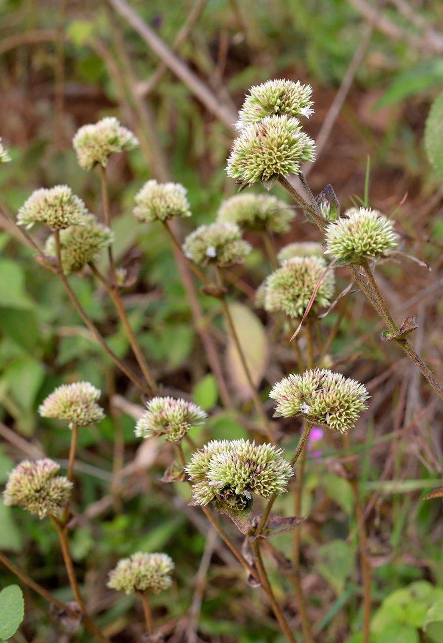 Hyptis conferta flower
