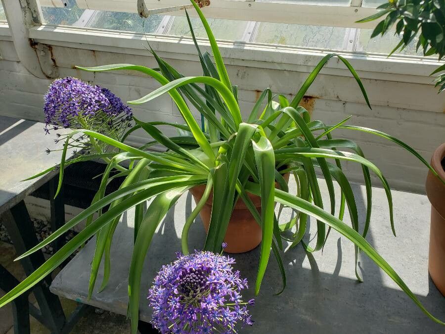 Scilla peruviana habit