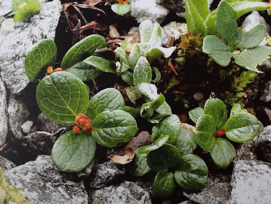 Salix nivalis — search result for 'Bulgaria'