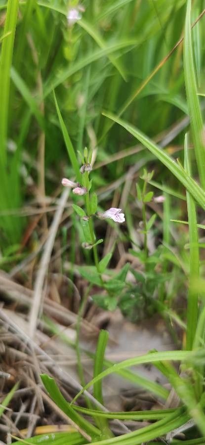 Scutellaria minor habit