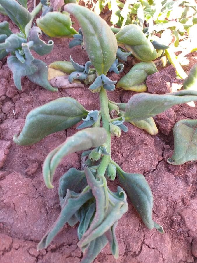 Tetragonia tetragonioides — search result for 'Aizoaceae'