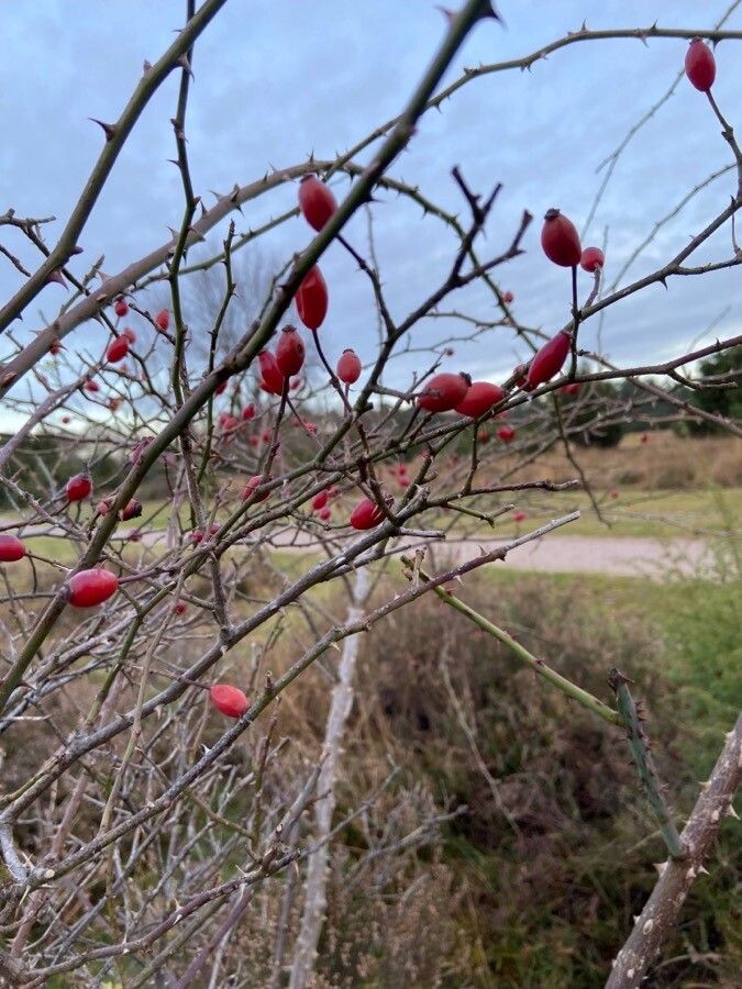 Rosa vosagiaca fruit