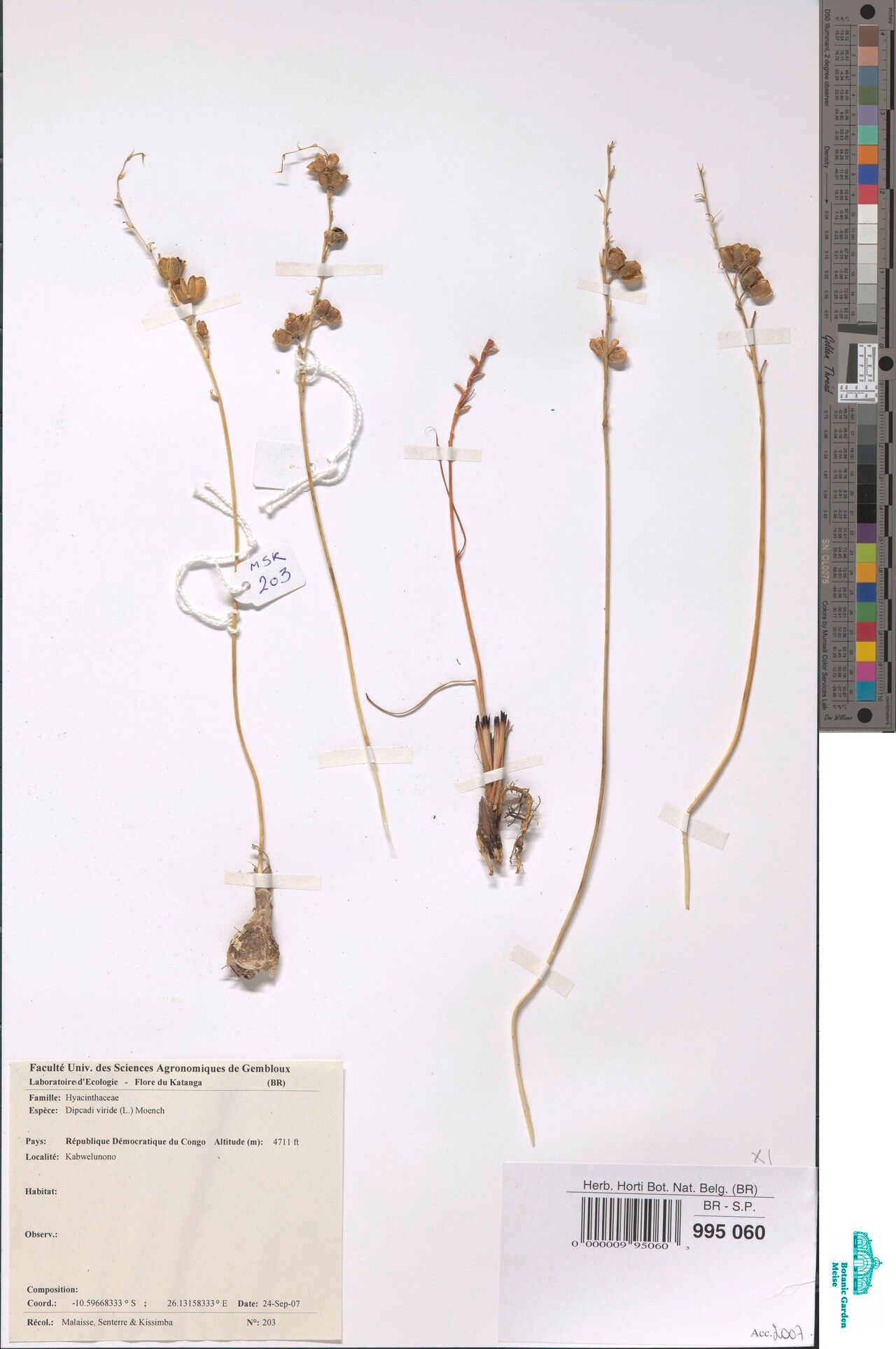 Drimia hockii — search result for 'Drimia'