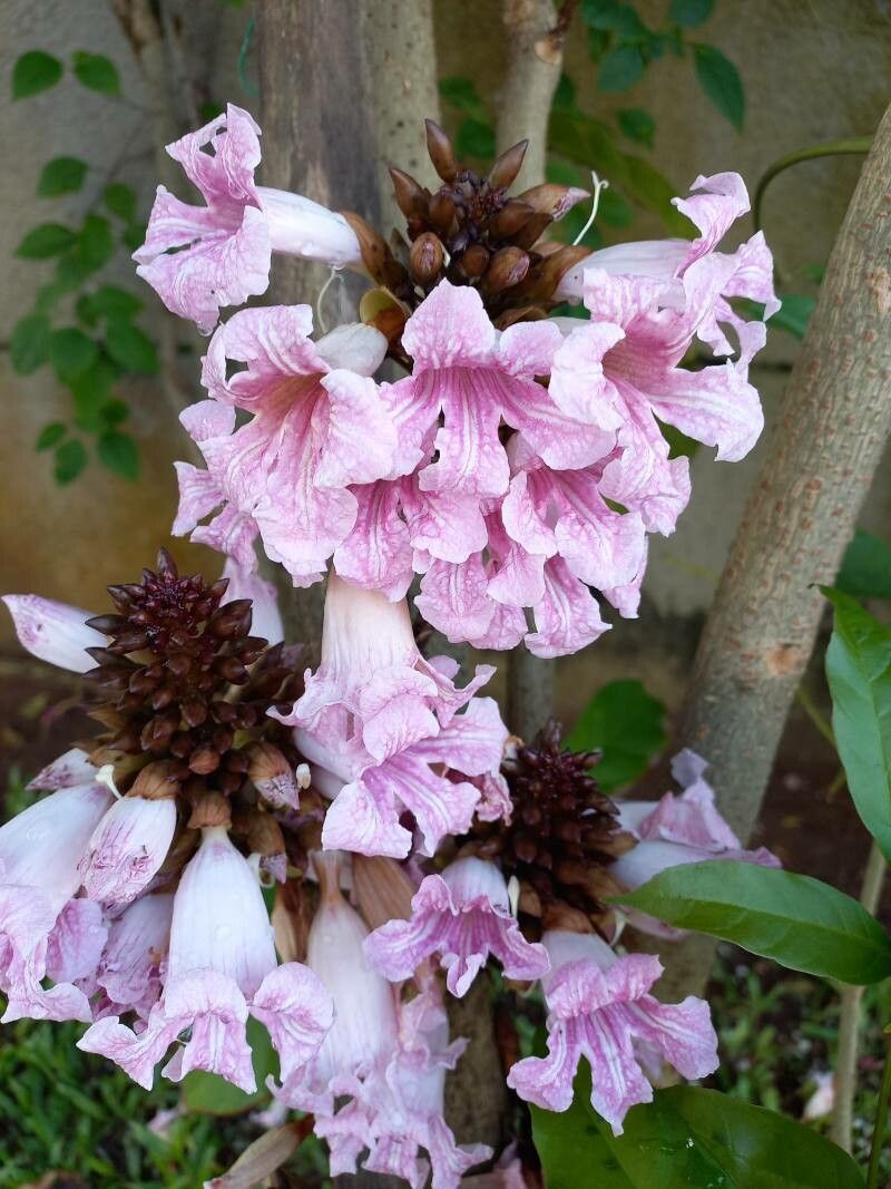 Newbouldia laevis flower